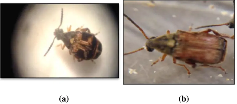 Figure 3: Adulte femelle (a) et mâle (b) de Callosobruchus maculatus F vue dorsale sou  loupe binoculaire x10