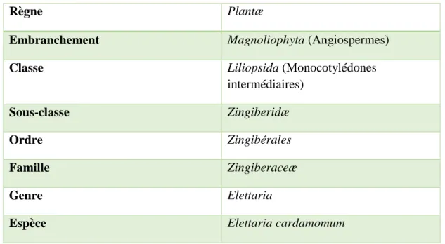 Tableau 1: Classification de Cronquist d’Elettaria Cardamomum [29]. 