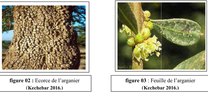 figure 03 : Feuille de l’arganier ( Kechebar