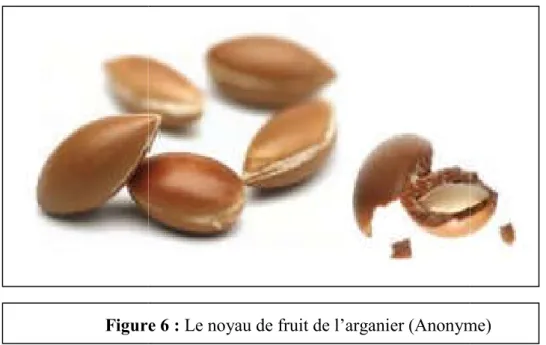 Figure 5 : Fruit de l’arganier (Anonyme)  