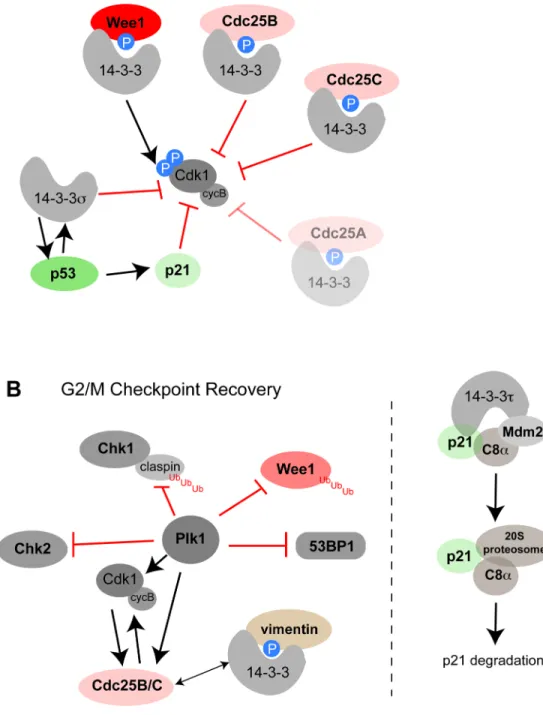 Figure 1. The role of 14-3-3 in G2/M checkpoint activation, maintenance, and release