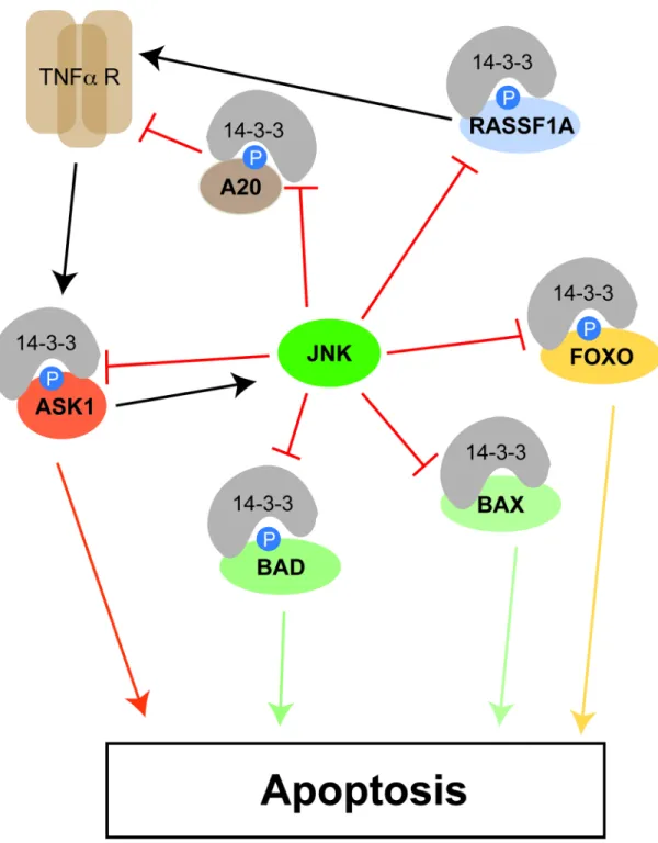 Figure 2. Roles for 14-3-3 proteins at multiple points in the apoptotic signaling network 14-3-3 proteins bind numerous effectors of apoptosis, shaded orange, yellow and green, to inhibit their pro-apoptotic function (see text for details)