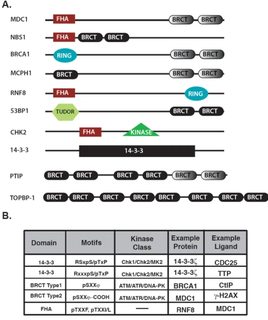 Figure 2. Protein domain architecture and phospho-motif selectivity for DNA damage-response proteins