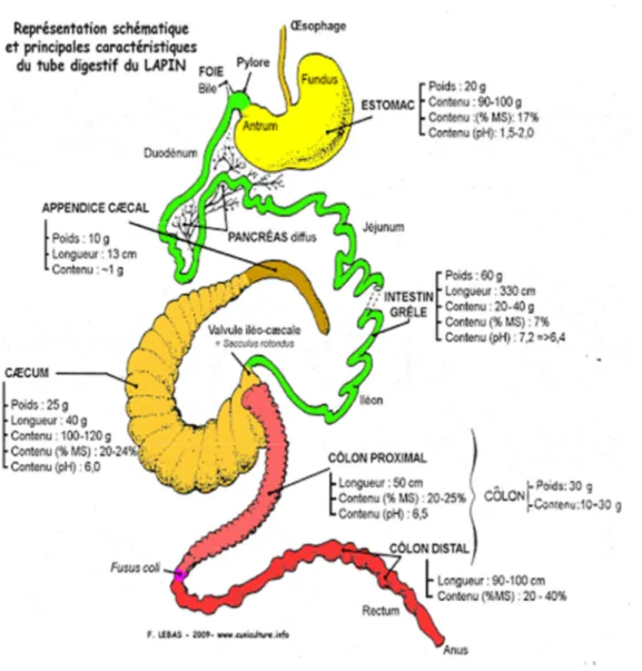 Figure  1:  Schéma  des  différents  éléments  composant  le  tractus  digestif  du  lapin  (Lebas  ,  2015) 