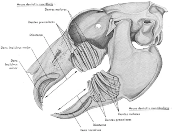 Figure 2 : Organisation générale de la dentition définitive du lapin (Barone et al.1973)