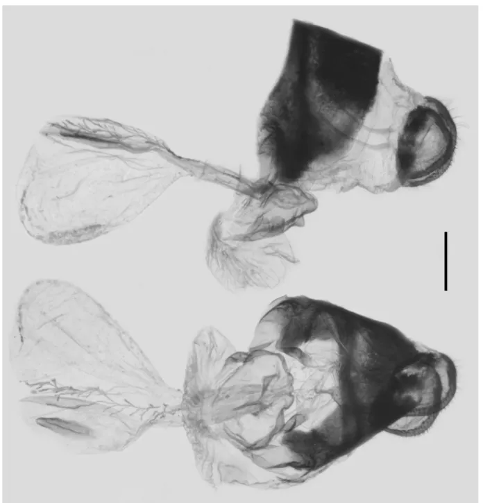 FIGURE 8. Female genitalia of G. (P.) parus (Nicéville, 1900) from Yulong Xueshan, Lijiang, N.W