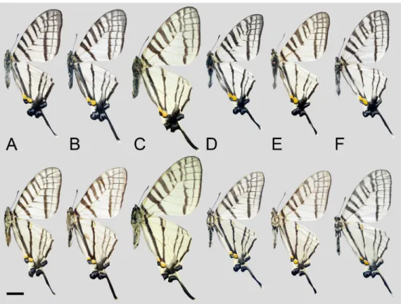 FIGURE 9. G. (P.) tamerlanus (Oberthür, 1876); upperside above, underside below; scale bar = 10 mm