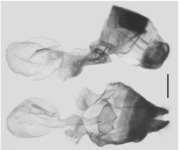 FIGURE 12. Female genitalia of G. (P.) tamerlanus kansuensis (O. Bang-Haas, 1933) from Ningshan, Shaanxi, China; scale  bar = 1.0 mm.