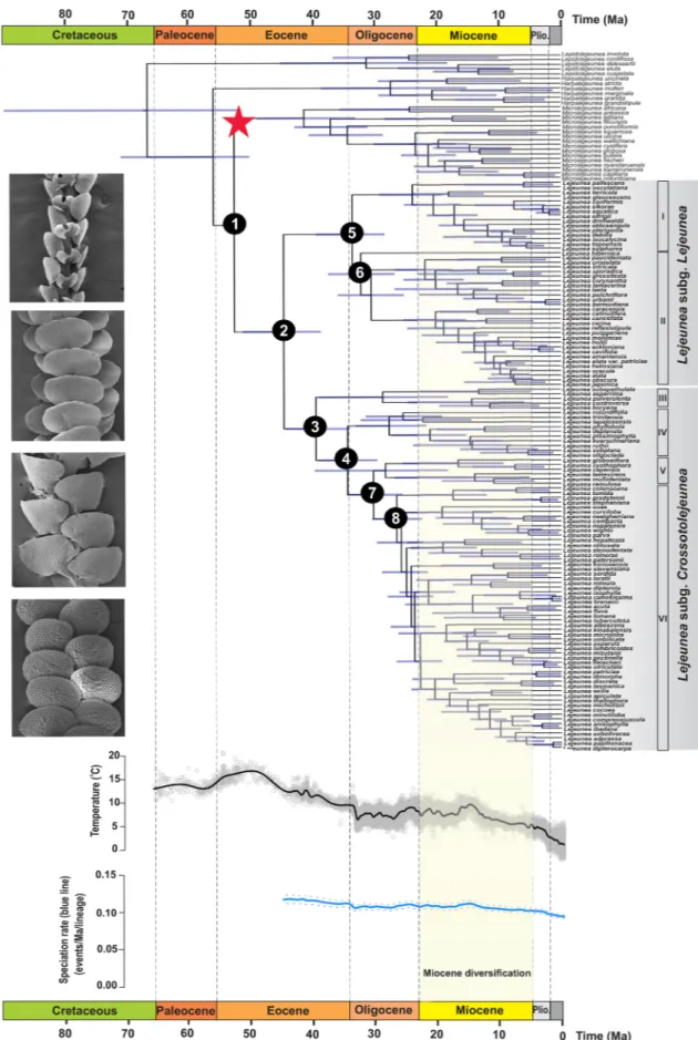 Figure 1.  Time-calibrated tree and global diversification pattern of Lejeunea. The chronogram tree indicates  mean ages and node bars show the 95% credibility intervals