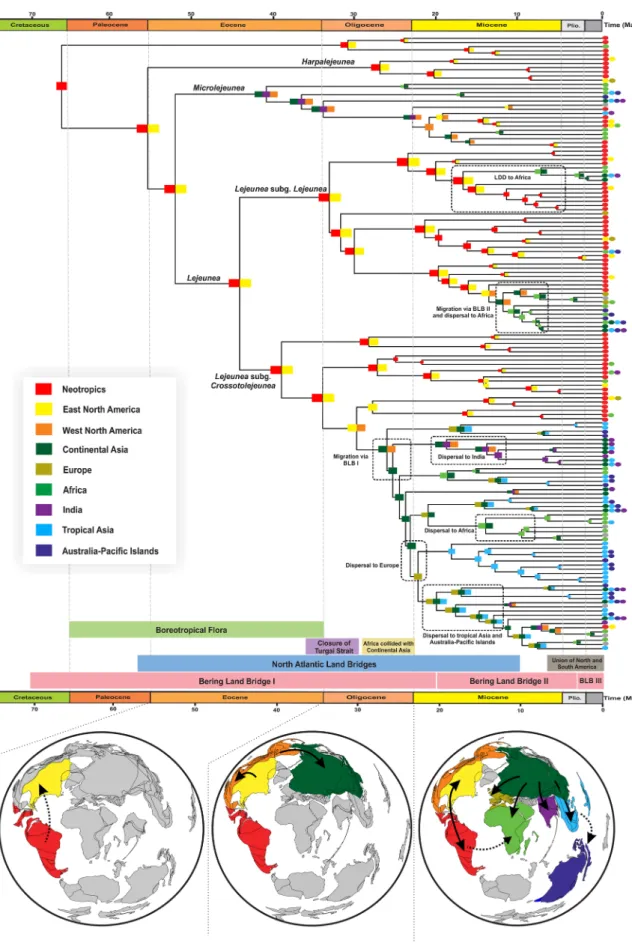 Figure 2.  Reconstruction of historical biogeography of Lejeunea using a time-stratified DEC model as inferred  from BioGeoBEARS