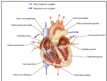 Figure 1.1: Anatomie du cœur et vaisseaux associés [11]. 