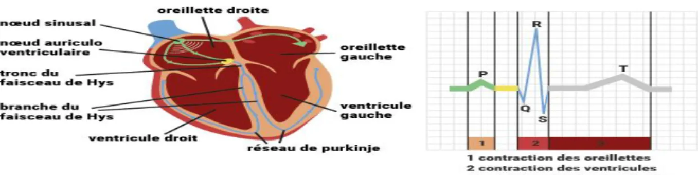 Figure 1.5 : activité  électrique du cœur 