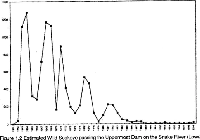 Figure  1.2  Estimated Wild  Sockeye passing the Uppermost  Dam on the Snake River (Lower Granite Dam  after 1974),  1962  to  1999  (May include Kokanee  Prior to  1992)