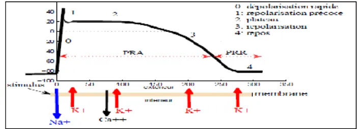 Figure I.3.  Cinq phases du potentiel d’action d’une cellule du muscle myocardique [13]