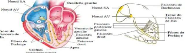Figure I.4. Activité électrique du cœur [14]. 
