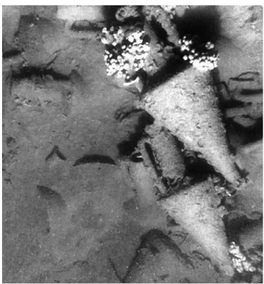 Figure 11. View of full-sized and  smaller Chian amphoras on Chios  wreck A, shown in situ, viewed from  southeast