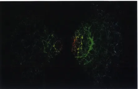 Figure  1-3:  The  3D  galaxy  map  made  by  the  SDSS  Legacy  Survey.  Each  point  in this  &#34;cosmic  web&#34;  is  a  galaxy,  and  the  farthest  galaxies  are  about  2  billion  years  old.