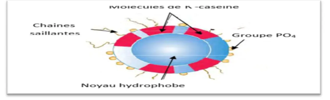 Figure 02 :Structure d'une sub-micelle caséique (Bylund, 1995) 