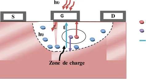 Figure  I .9: Zone de Charge d’Espace (ZCE)  sous l’effet  de la lumière  incidente. 