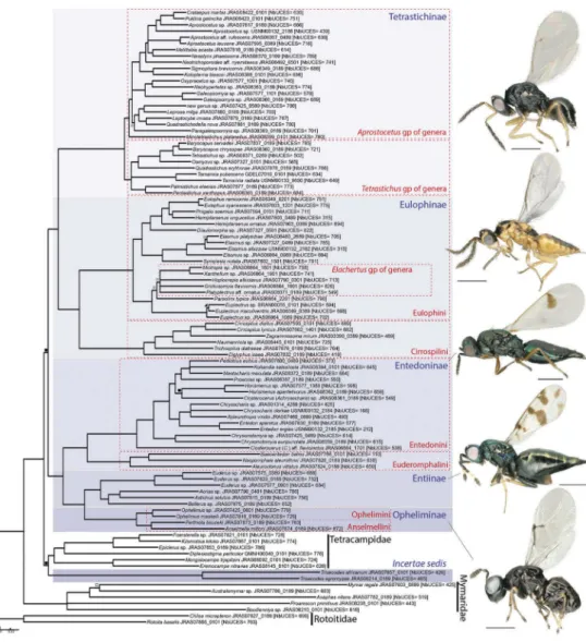 Figure 1. Phylogenetic relationships among eulophids inferred from 879 UCEs.