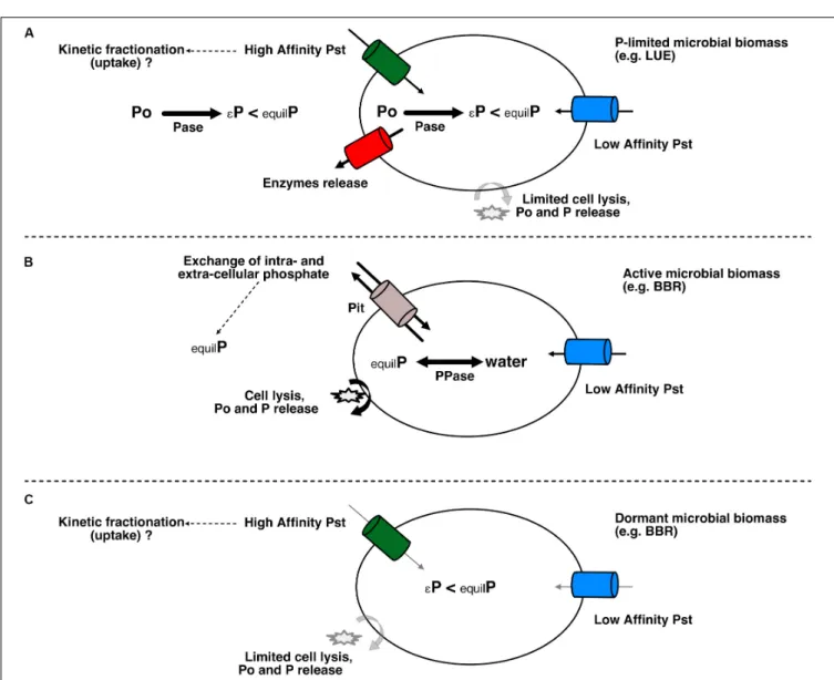 FIGURE 5 | Schematic representation of microbial processes under active stressed or dormant status and their effect on δ 18 O-P res and δ 18 O-P mic adapted with permission from Lis et al