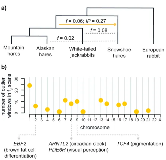Fig. 5 – The impact of ancestral introgression on extant northern latitude species. (a) Events of past and  recent admixture inferred in this study involving snowshoe, Alaskan hares, mountain hares and white-tailed 