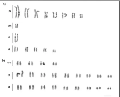 Figure 1. Karyotypes of the tribe Odontomachiti (Ponerinae): a Anochetus targionii (2n = 30) b Odon- Odon-tomachus haematodus (2n = 44)