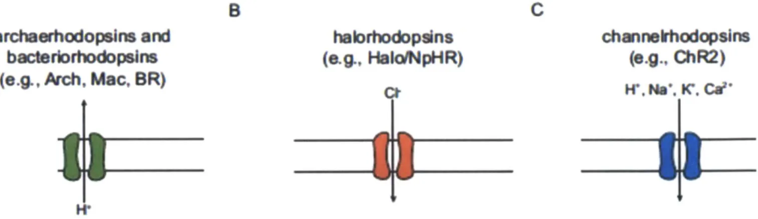 Figure 1 - (A)  The archaerhodopsins  and bacteriorhodopsins are light-driven  outward proton pumps.