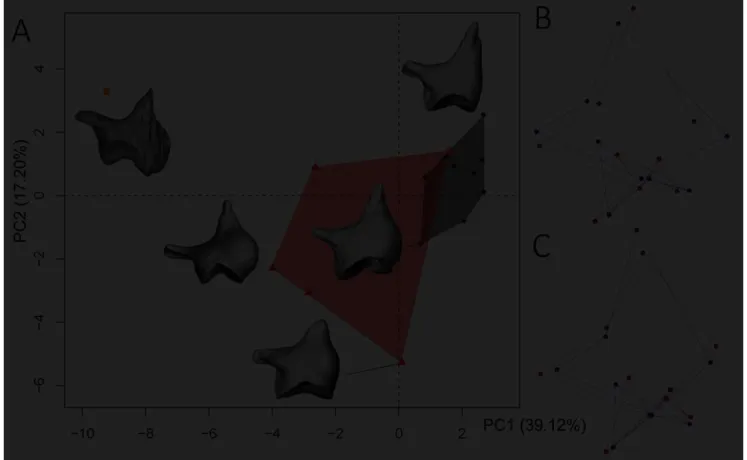 Figure  5.  PCA  on  Procrustes  coordinates  illustrating  morphological  variability  of  the  714 