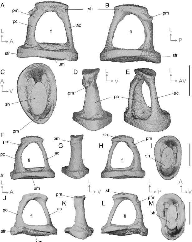 Figure  6.  Right  stapes  of  Paleogene  Cainotheriidae  from  the  Phosphorites  of  Quercy,  SW  720 