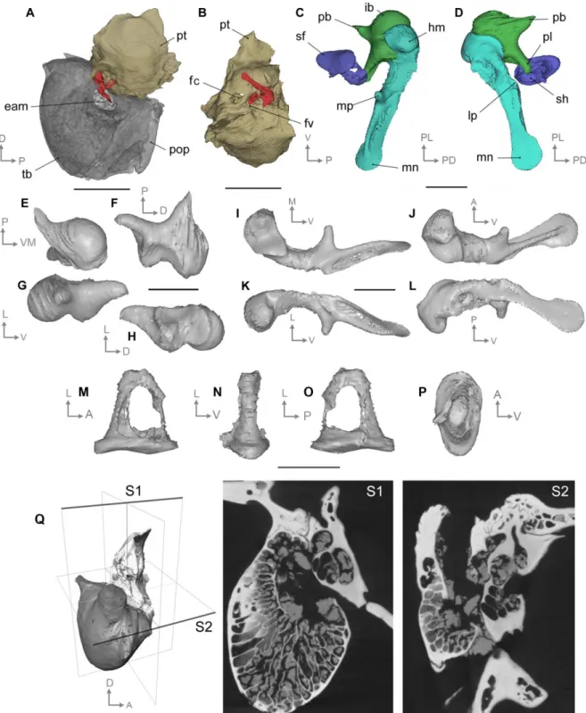 Figure  7.  3D  reconstruction  of  the  middle  ear  of  Caenomeryx  cf.  procommunis  from  Pech  730 