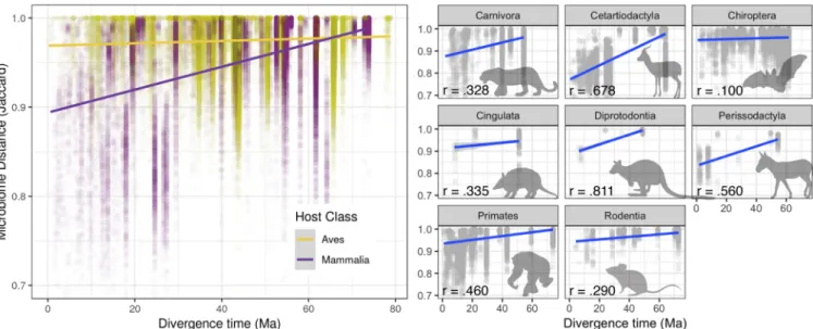 FIG 5 Mammals and birds show different patterns of phylosymbiosis. (Left) Within host orders, mammals show a generally strong correlation between host distance (estimated divergence time) and microbial community distance (Jaccard), but birds do not
