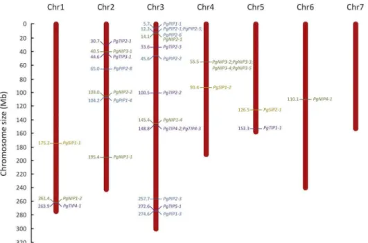 Fig 3. Distribution of aquaporin genes in the pearl millet genome. The seven chromosomes (Chr) of the pearl millet genome are represented according to their size in megabase (Mb)