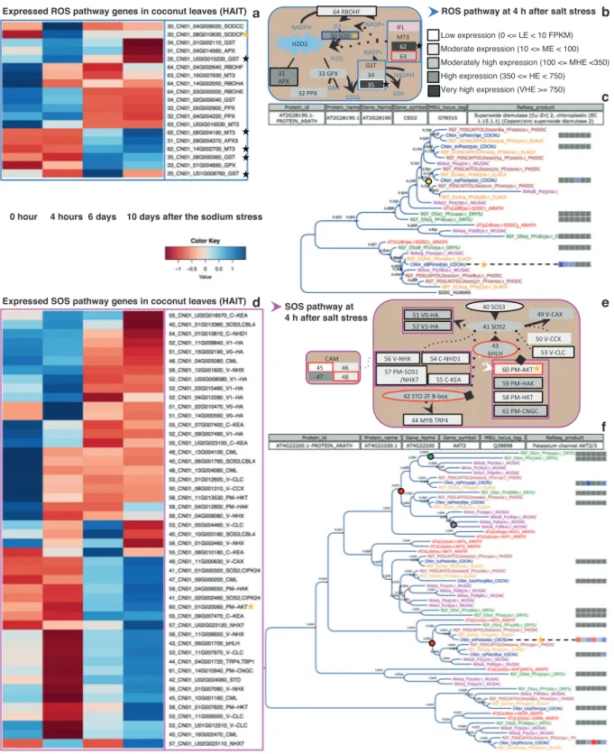 Fig. 6 Early gene regulation during salt stress in coconut leaves. a Normalized transcriptional expression level in Hainan tall leaves at time points 0, 4 h, 6 days, and 10 days after salt stress for the DE and CHE genes of the ROS pathway