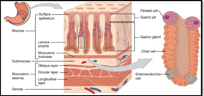 Figure 04: histological structure of stomach. 