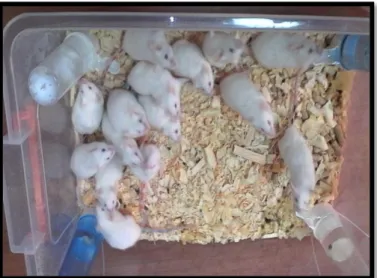 Figure 06: Experimental  mice used in this work 