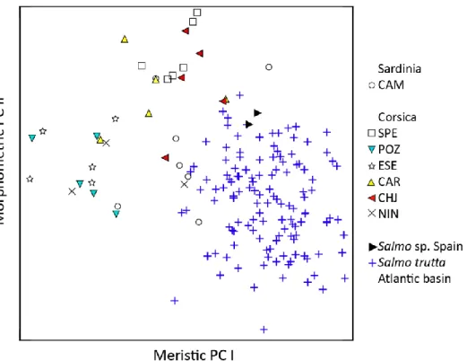 Fig. 5. Morphometric PC II plotted against meristic PC I for Salmo from Sardinia, Corsica  and Spain in comparison to Atlantic basin S