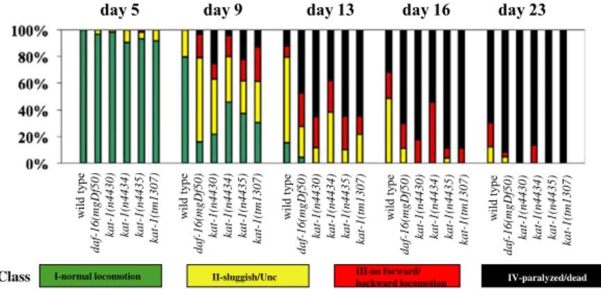 Fig. 2. Behavioral abnormalities of kat-1 mutants. Aging animals were classi ﬁ ed into four groups based on locomotion: I, animals with robust, coordinated sinusoidal locomotion (green bars); II, uncoordinated and/or sluggish animals (yellow bars); III, an