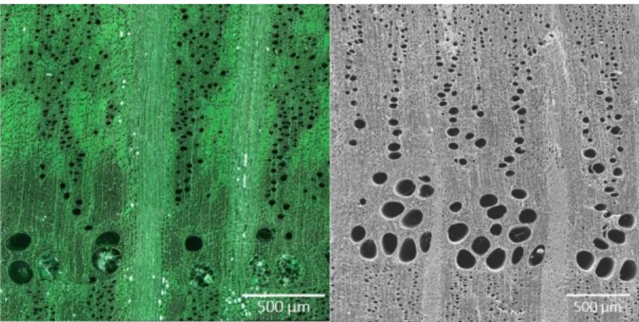 Fig. 6: Micrographs of the transverse surface of  Quercus  sp. made with a 3D-reflected light  microscope (left) and a scanning electron microscope (right).