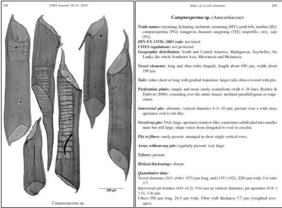 Fig. 7: Example of a reference for wood identification of pulp, paper and fibreboard showing  Campnosperma  sp