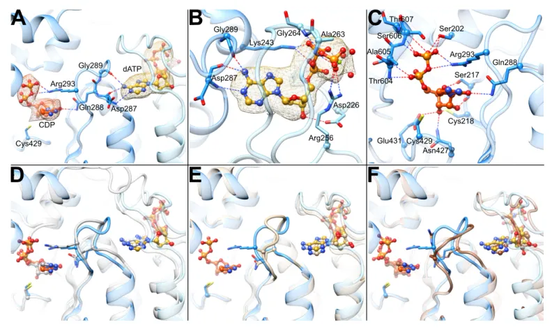 Figure 5. Determinants of substrate specificity are conserved from E. coli to human. (A) Residues of human a (blue) interacting with CDP (carbons in orange) in the active site and dATP (carbons in yellow) in the specificity site