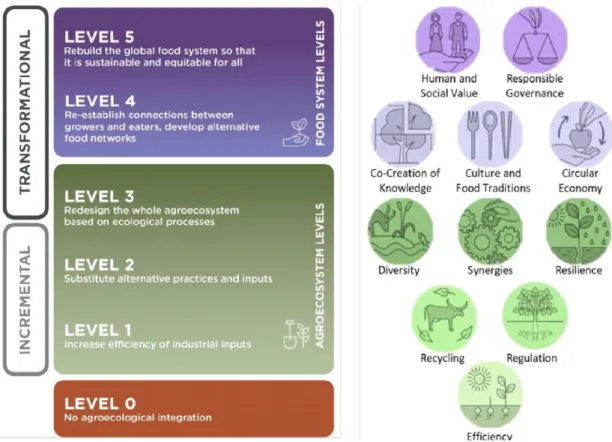 Figure 2. Conceptual framework used in this study: the 10 elements of agroecology  from FAO and the 5 levels of transition towards SFSs (Gliessman, 2007)