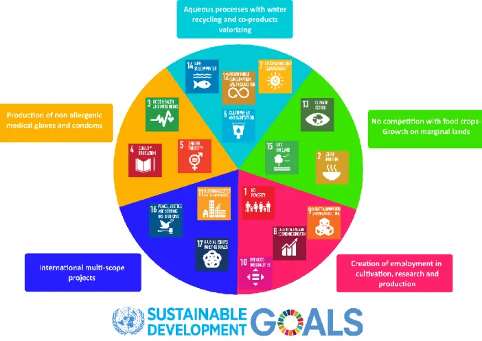 Figure 1. United Nations SDGs applied to guayule and their impacts. 
