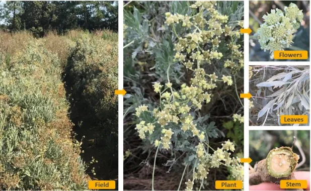 Figure 3. Field and various parts of guayule in Lansargues, south of France 2020. 
