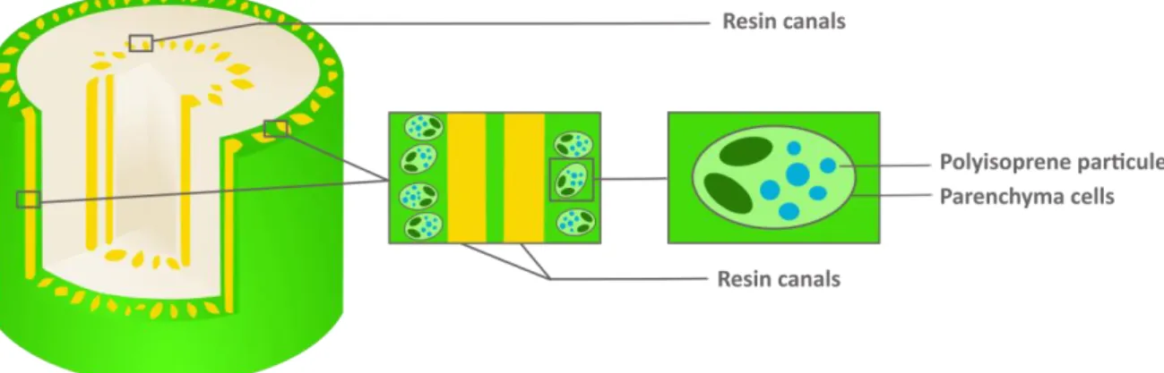 Figure 4: Distribution of polyisoprene and resin in guayule stem  Figure 4. Distribution of polyisoprene and resin in guayule stem.