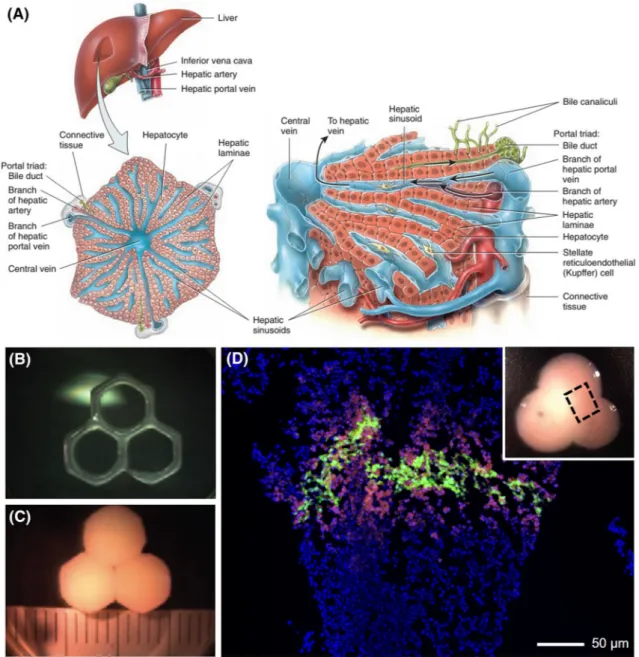 FIGURE 5. Bioprinting of liver tissues. (a) Layout of typical structural units of the hepatic lobule