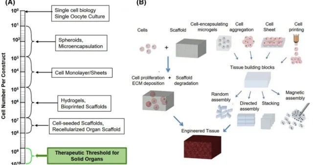 FIGURE 1. Approaches for tissue/organ fabrication. (a) Scale of cell numbers encountered in tissue engineering spans at least eight orders of magnitude