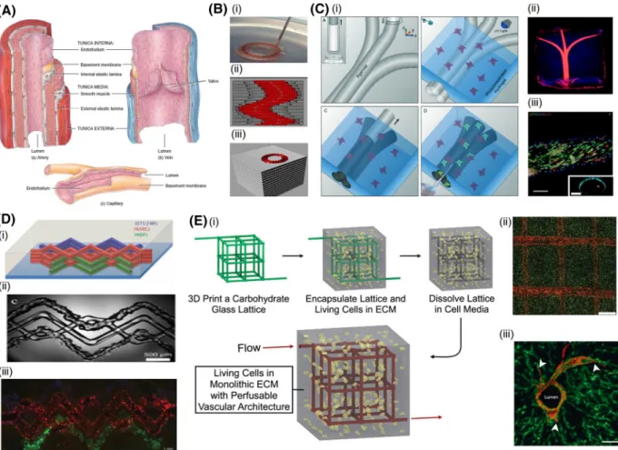 FIGURE 3. Bioprinting of vascular structures. (a) Physiology of arteries and veins. Arteries and veins sharing certain features in the multi-layered structures but differ in many other ways