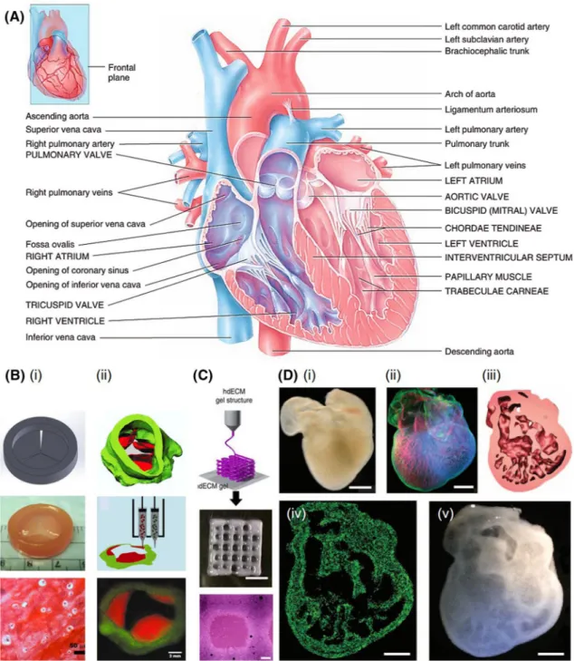 FIGURE 4. (a) Schematics showing the geographical anatomy of a mature human heart. Reproduced with permission from Ref.