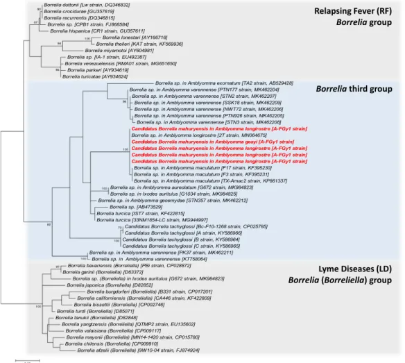 Figure 3.  Phylogenetic relationship of Borrelia species and strains estimated using maximum likelihood  analysis of flaB gene sequences (323 unambiguously aligned bp)